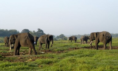 way kambas national elephant park