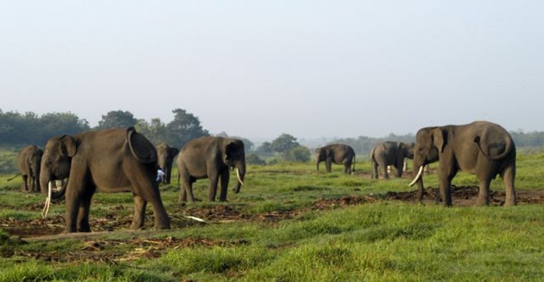 way kambas national elephant park