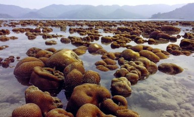 balak island arise coral